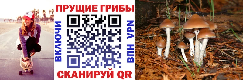 Псилоцибиновые грибы Psilocybe  дарнет шоп  Усть-Кут 